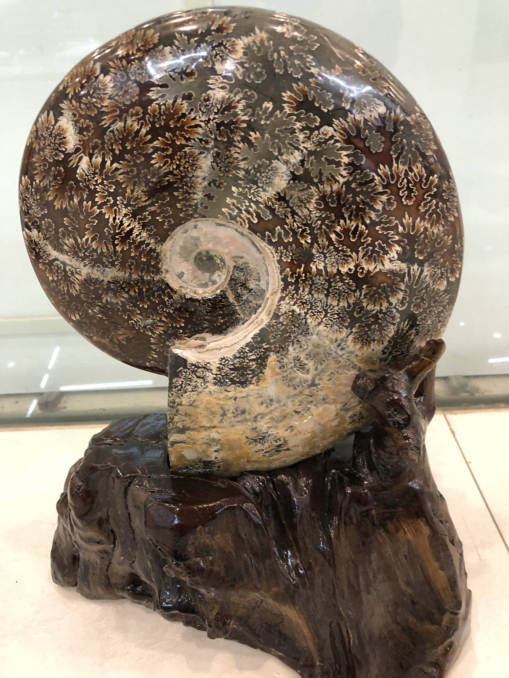 加座古生物化石精品菊石摆件白垩纪玉化40cm45公斤摆件