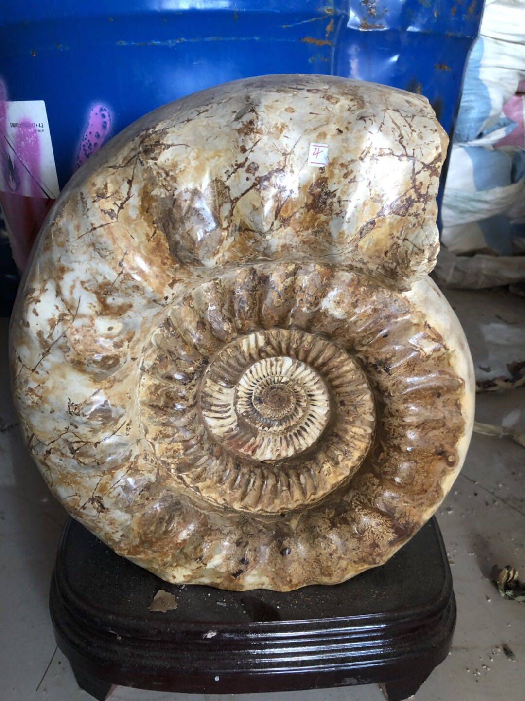 天然白螺化石巴普洛夫菊石招财摆件43厘米194公斤摆件