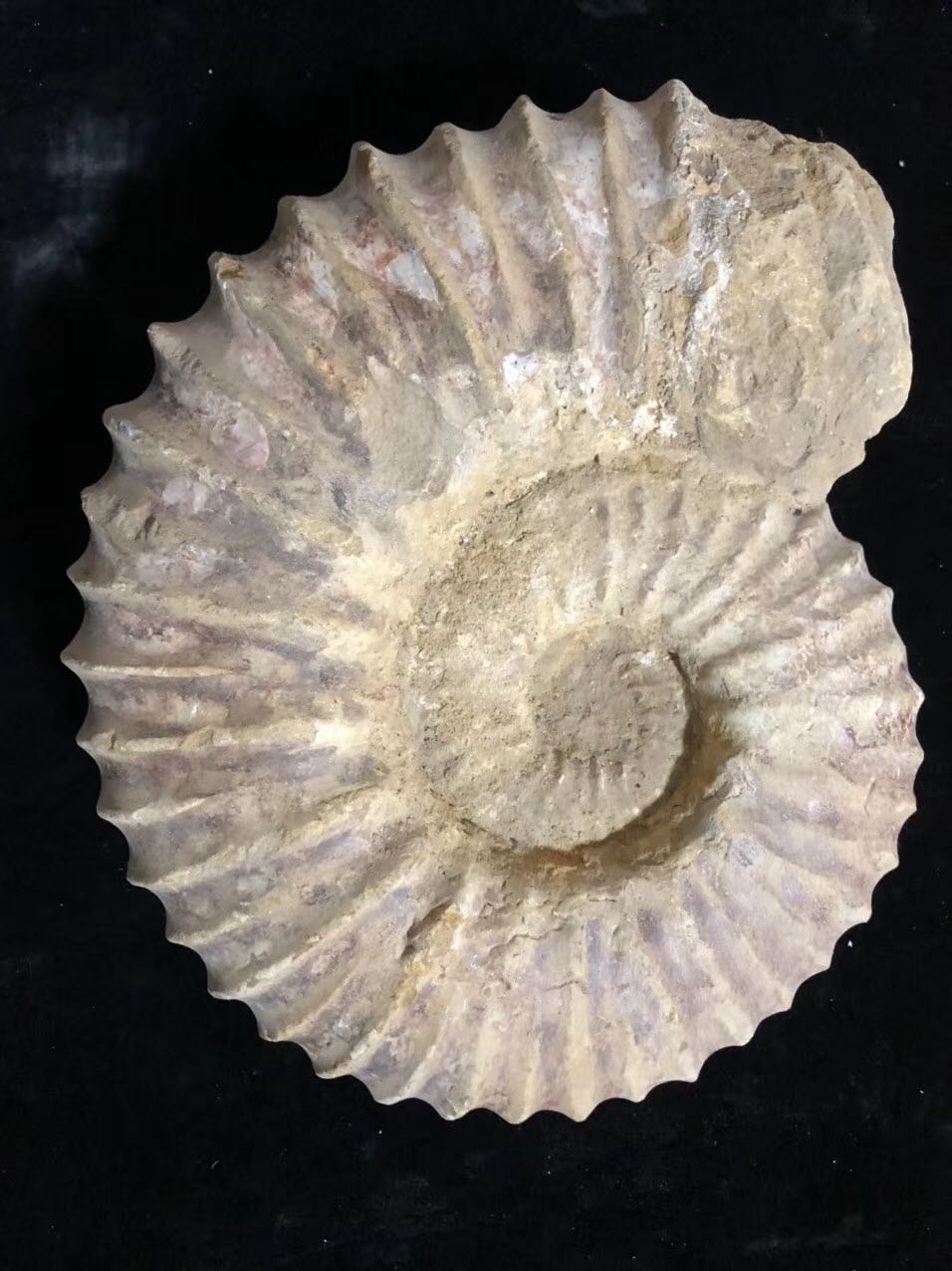 化石原始菊石摆件大螺羊角26厘米9公斤摆件