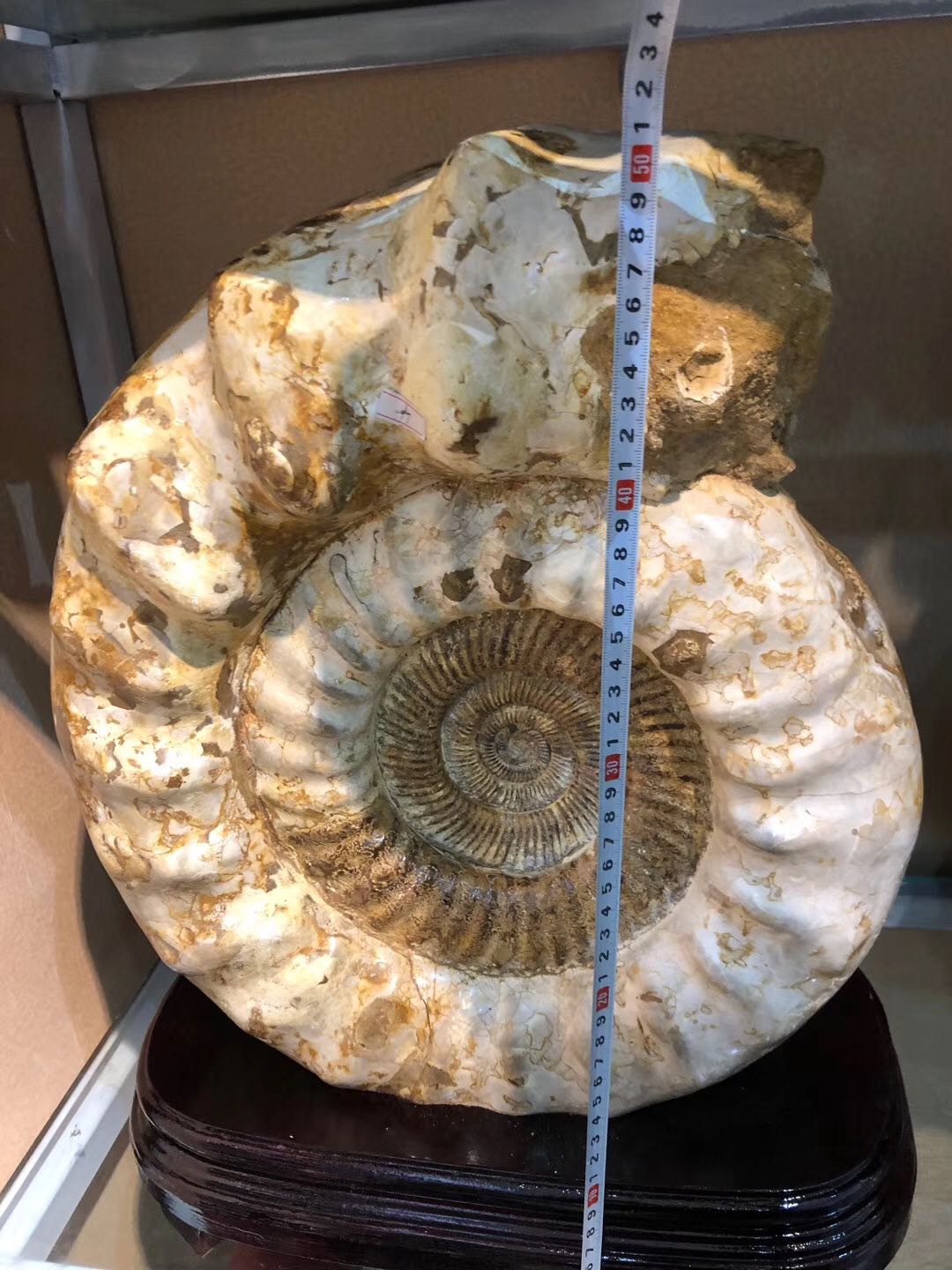 化石菊石古生物摆件马岛螺大白皮加座50cm334公斤摆件