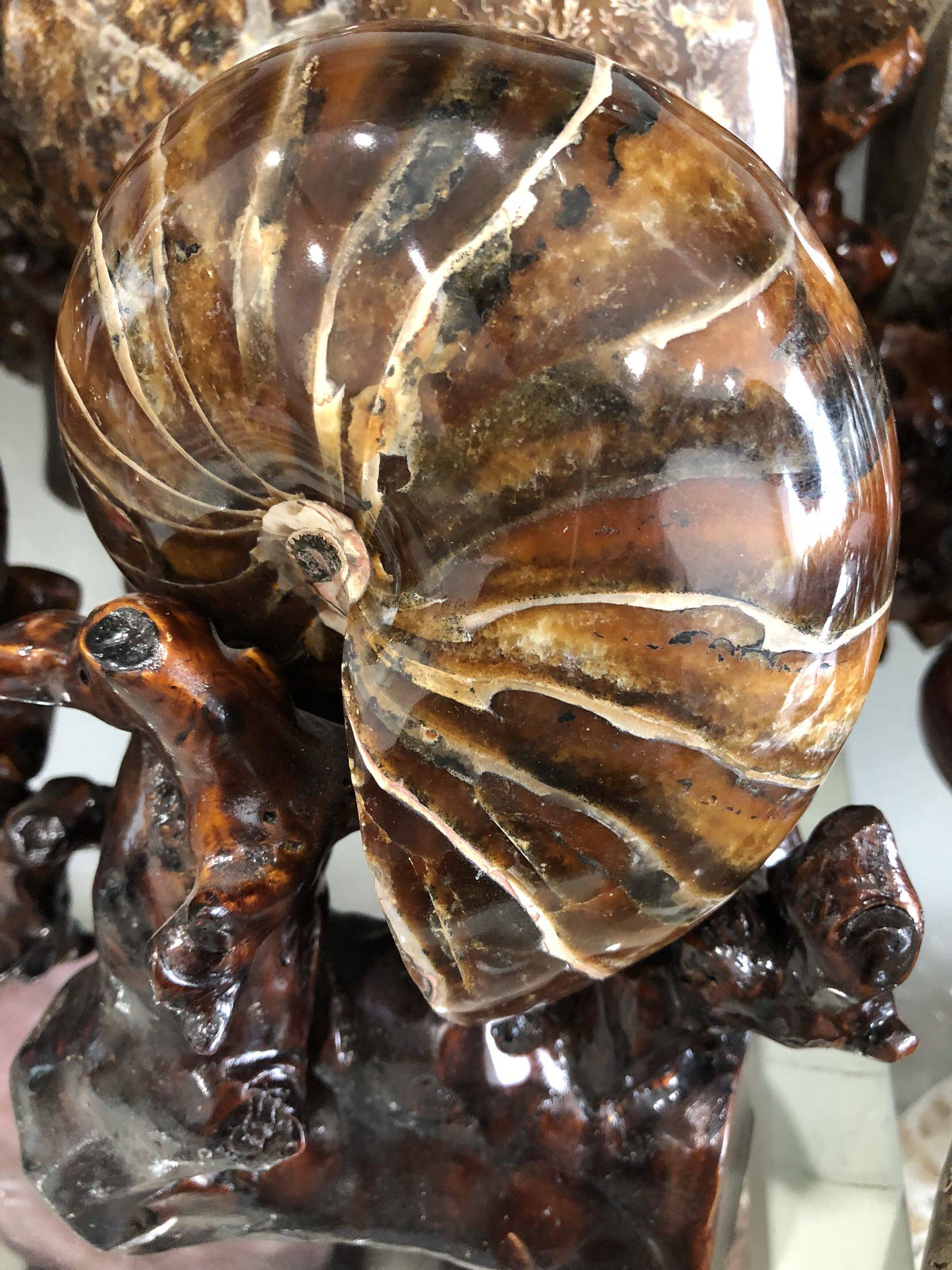 化石古生物菊石矿标收藏亿万万年摆件3斤摆件