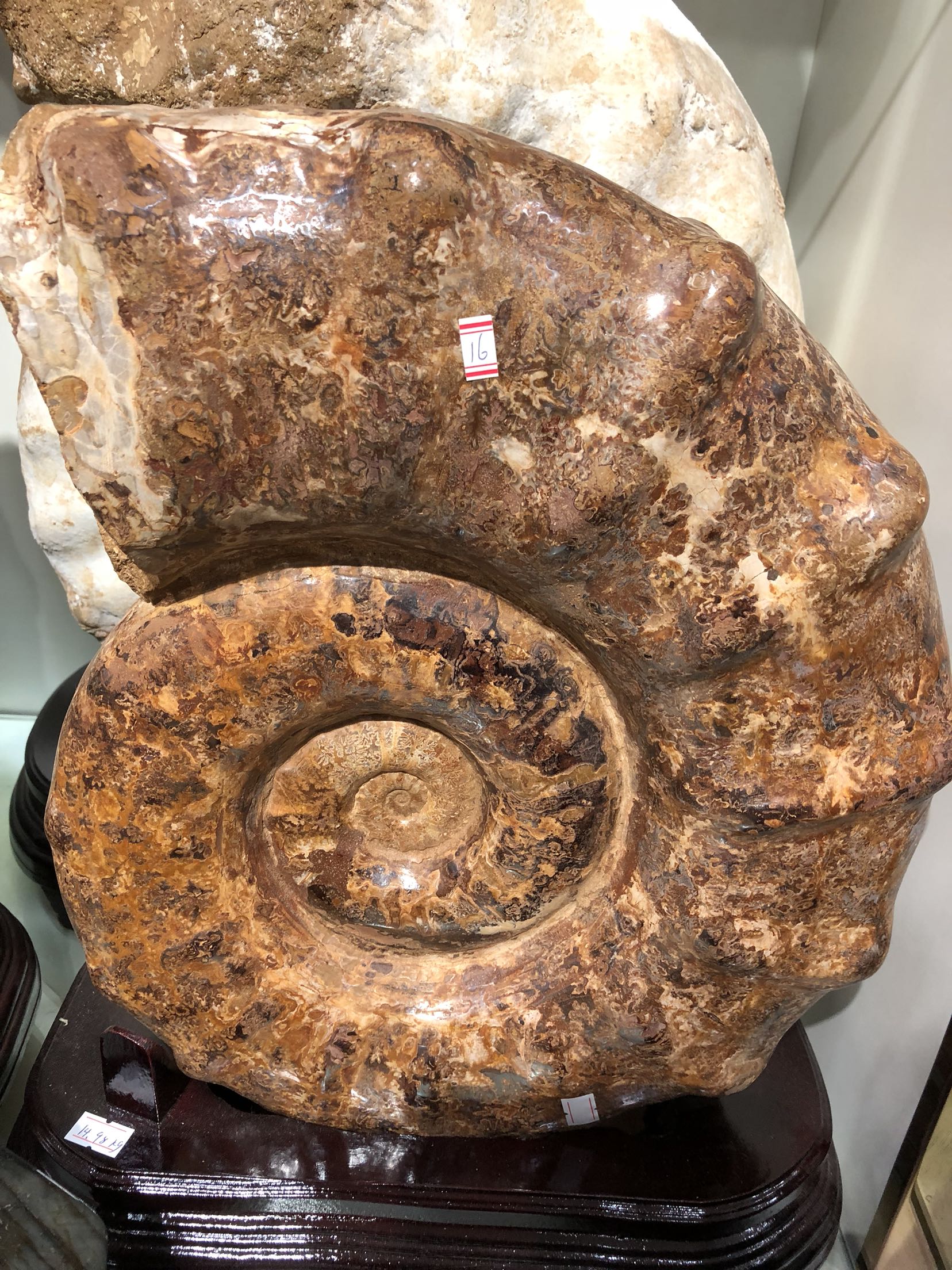 化石保真古生物菊石标本摆件招财带刺羊角40厘米摆件