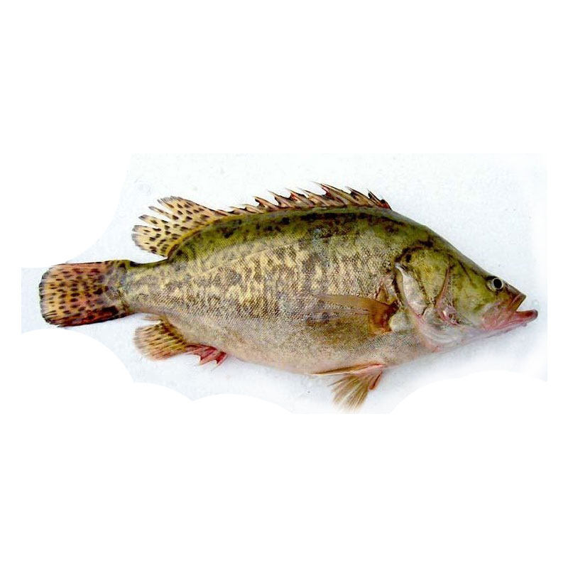 【净膛1.2斤】徽州臭鲑鱼 安徽特产正宗黄山臭鳜鱼桂鱼真空送冰袋