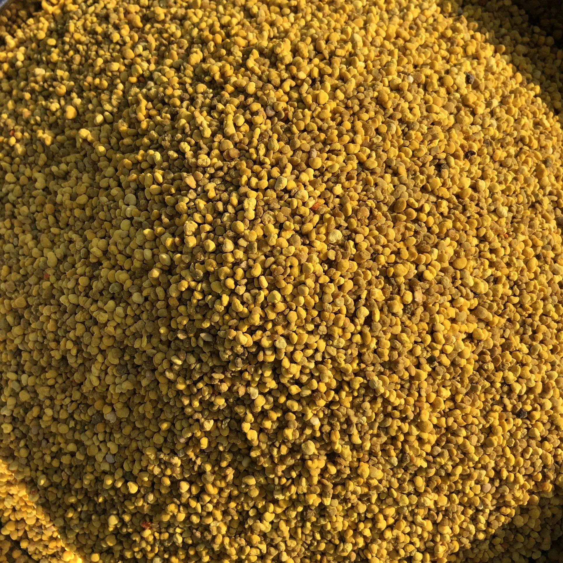 玉米花粉杂花粉喂蜂花粉自然晒干无需发酵消毒直接泡水饲喂