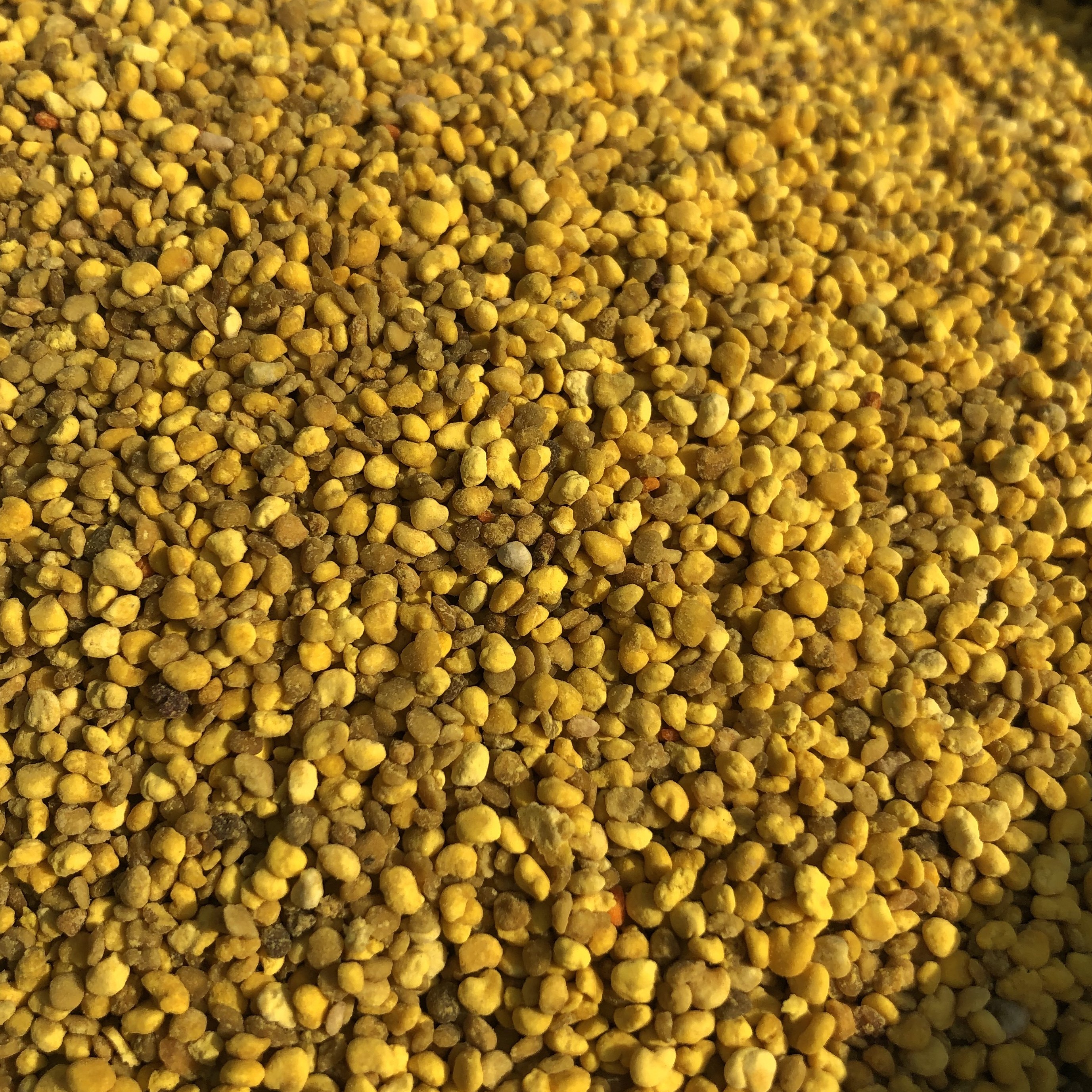 玉米花粉杂花粉喂蜂花粉自然晒干无需发酵消毒直接泡水饲喂