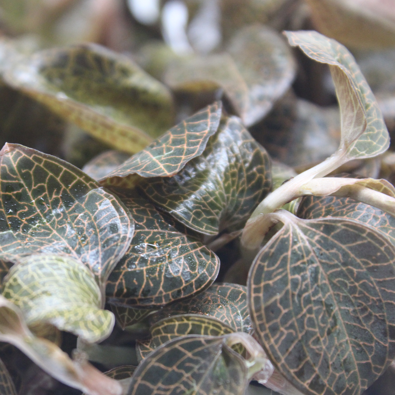 福建南靖土楼金线莲鲜品仿野生林下种植包邮发其他药食同源食品