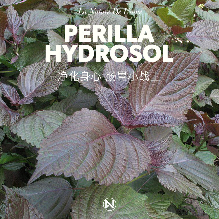 四月april野生紫苏纯露镇定qu粉刺修复敏感纯露