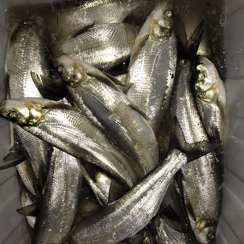 翘嘴丹江口白鲜现杀活食用大白新鲜子鱼水产白鱼淡水鱼类
