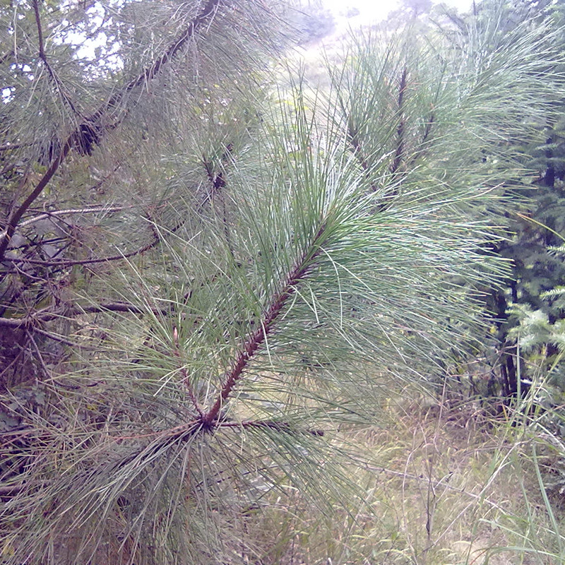 松针新鲜马尾松松树树叶茶全松茶圣诞树松枝布景养生茶