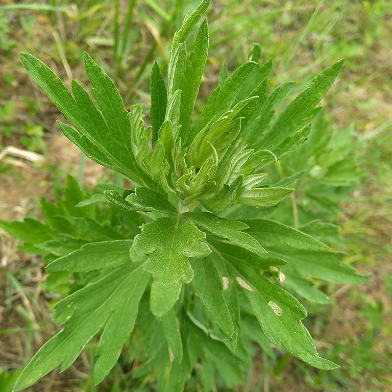 新鲜野生现采艾叶艾草艾蒿青团粑粑清明果天然蕲艾叶泡脚艾灸包邮