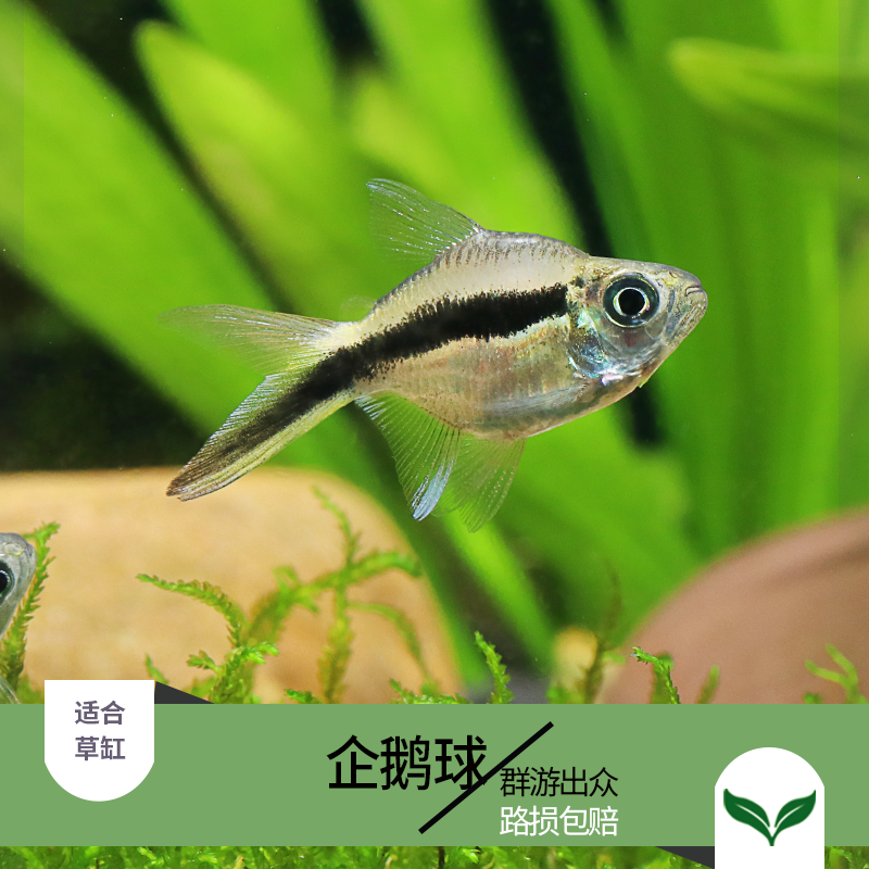 企鹅饲养宠物灯科水族拐棍球灯易饲养鱼