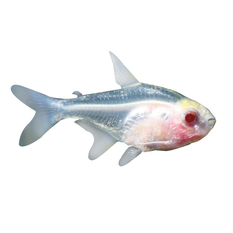 观赏鱼热带鱼灯科鱼红玻璃小型鱼灯鱼淡水草缸群鱼