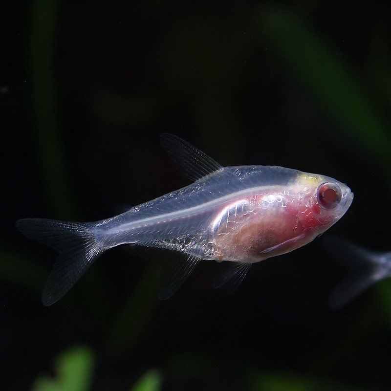 观赏鱼热带鱼灯科鱼红玻璃小型鱼灯鱼淡水草缸群鱼