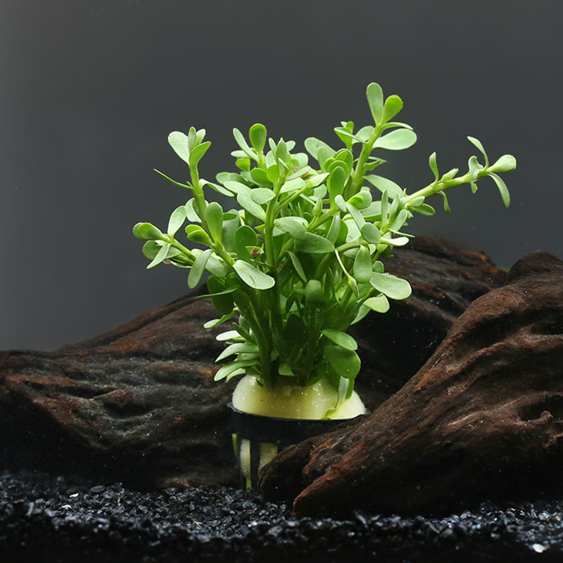 金钱优鱼前景水草造景鱼缸自然红叶鱼缸罗兰波黄水草