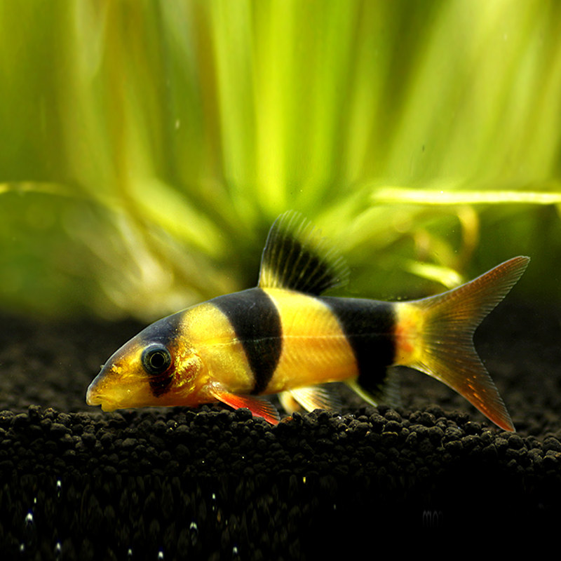 优鱼梅花鱼梅花鱼活体梅花飞船活体鱼梅花飞船热带鱼梅花鱼1143