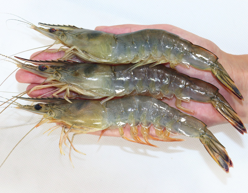 大连海虾东方虾鲜活海鲜青岛大虾超大4斤活虾冻虾