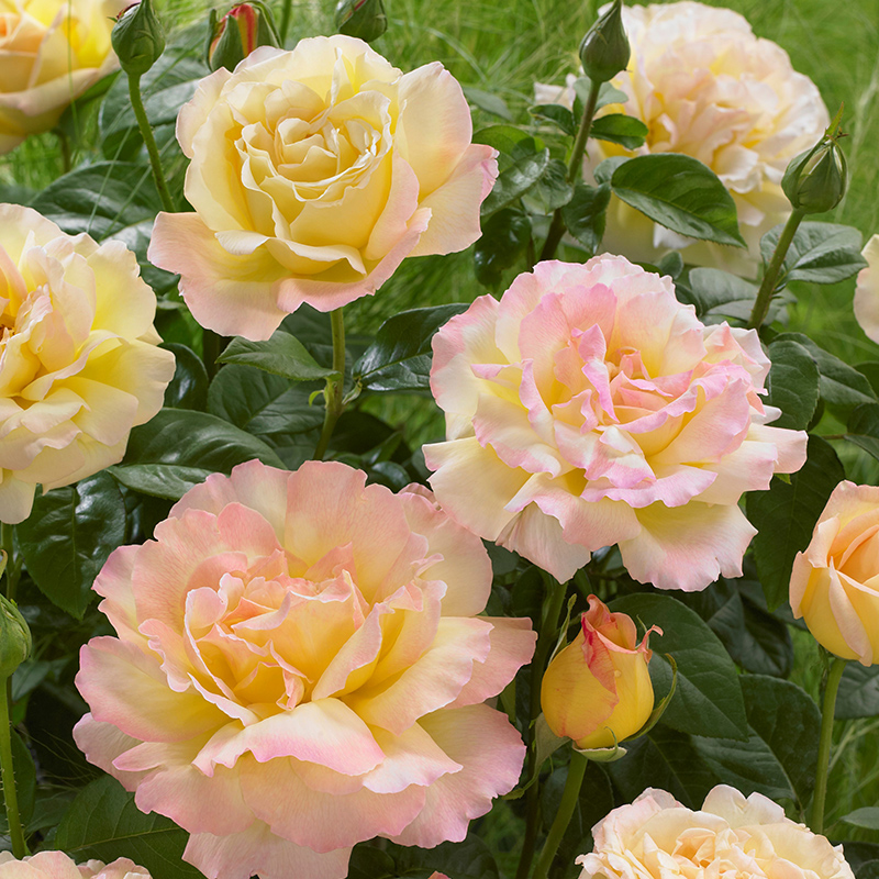 月季天狼黄和平和平玫瑰多季鹅黄花色大花灌木月季