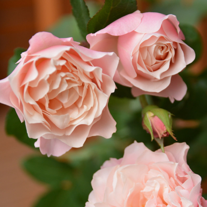 天狼月季达芙妮25升盆栽多季日灌木庭院露台植物月季