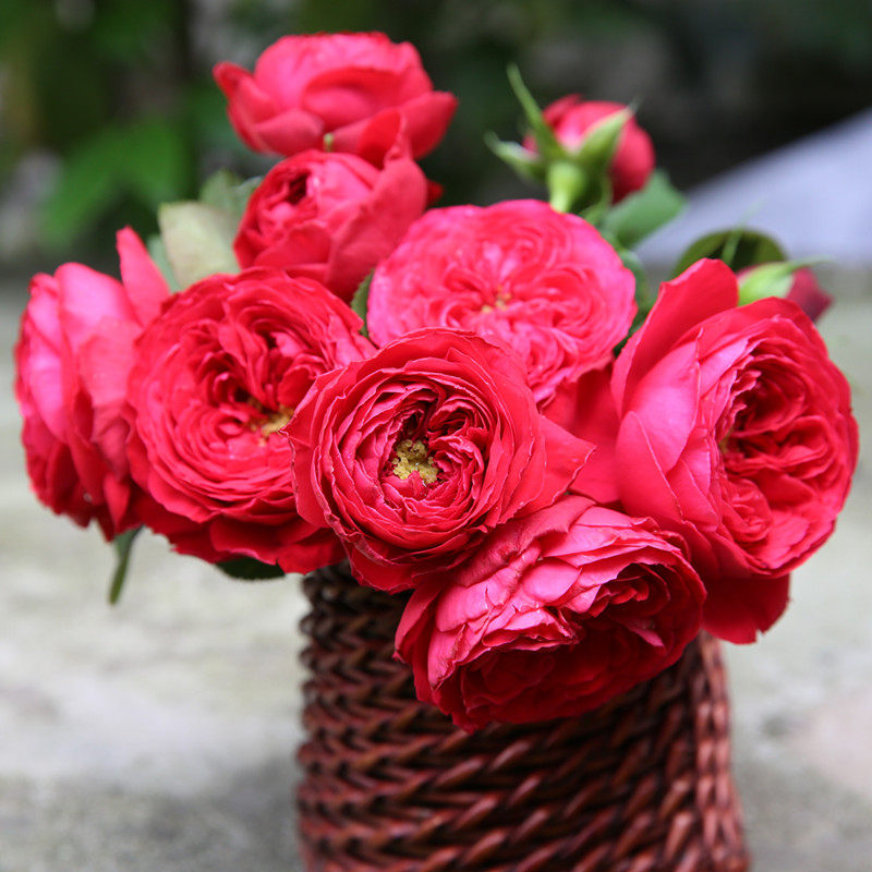 月季天狼成品品美植袋茶花女灌木多季庭院阳台花卉