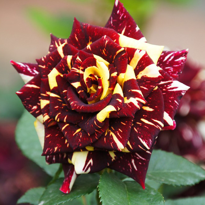 盆栽天狼月季流星雨25升多季丰花庭院露台植物月季