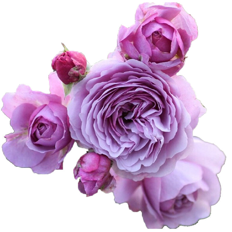天狼月季薰衣草花环25升盆栽爬藤拱门庭院花架花卉
