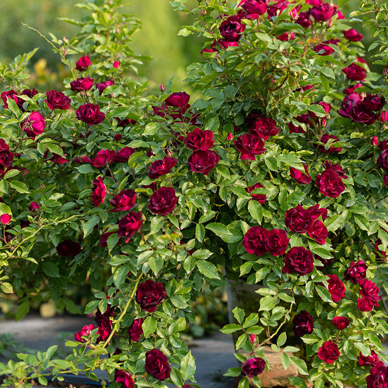 月季天狼雀之舞自育玫瑰紫色藤本攀援型月季