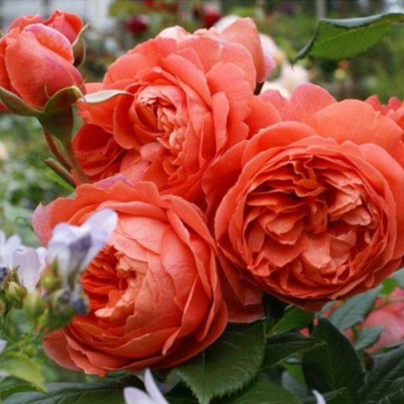 盆栽天狼月季颂夏2.5升多季庭院露台灌木观赏性花卉