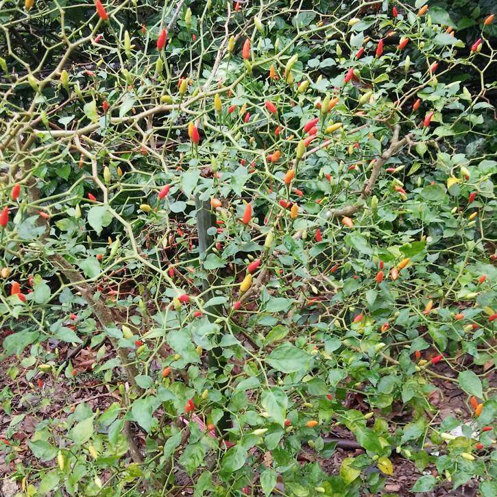 海南特产文昌本土新鲜野生小米椒红辣椒小辣椒特辣调味蘸料50粒装