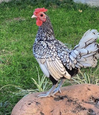 波兰种蛋孵化白斑受精水墨画观赏贵妃鸡蛋