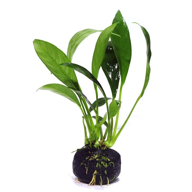 鱼缸水族箱水草水培植物装饰活体绿菊金鱼藻蜈蚣水草