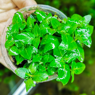 淡水水草天胡荽牛毛南美叉柱花水草活体鱼缸造景植物增氧懒人四季