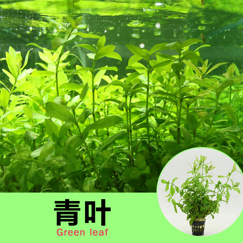 水草青叶活体淡水植物草缸鱼缸造景装饰饰有水草