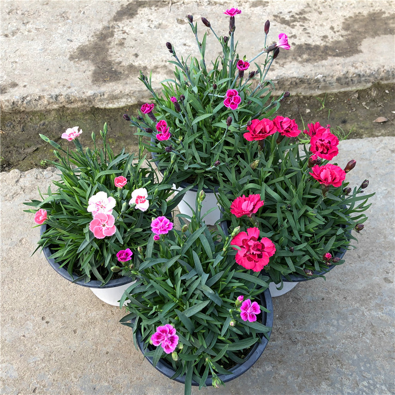 石竹初吻蜜桃派紫色婚礼盆栽室内花园庭院花卉四季开花不断清香