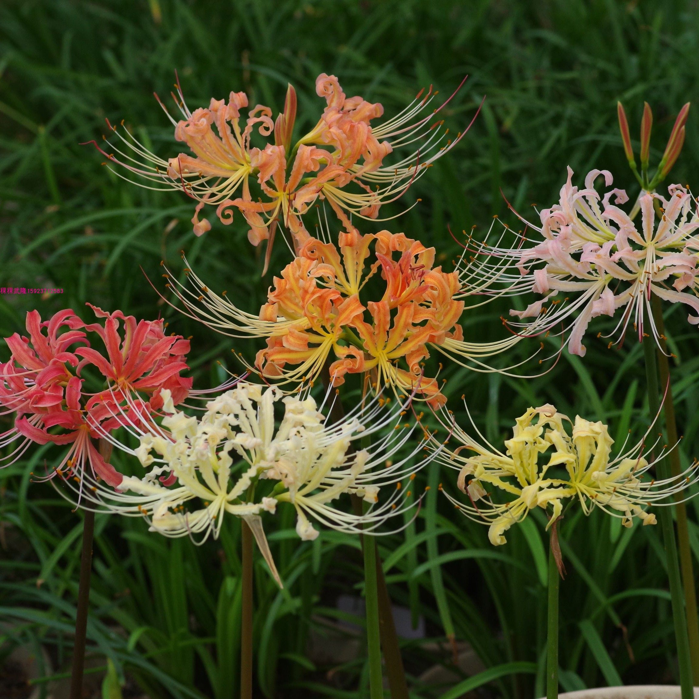 彼岸花绿植盆栽种子彼岸花种球石蒜花曼珠沙华室内种球