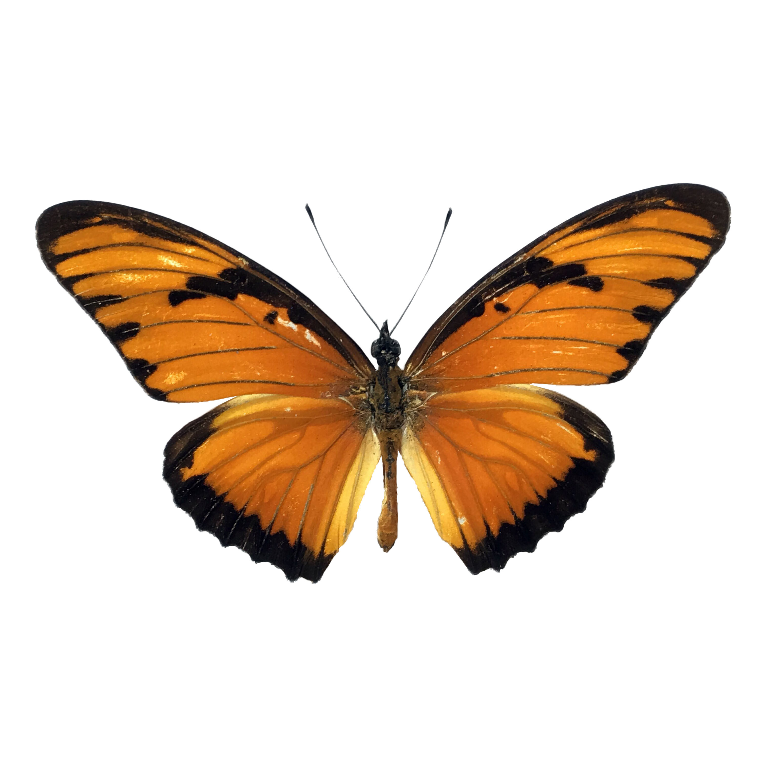 蝶语袖蝶科进口蝴蝶标本展翅昆虫教学diy家居装饰标本类装饰画