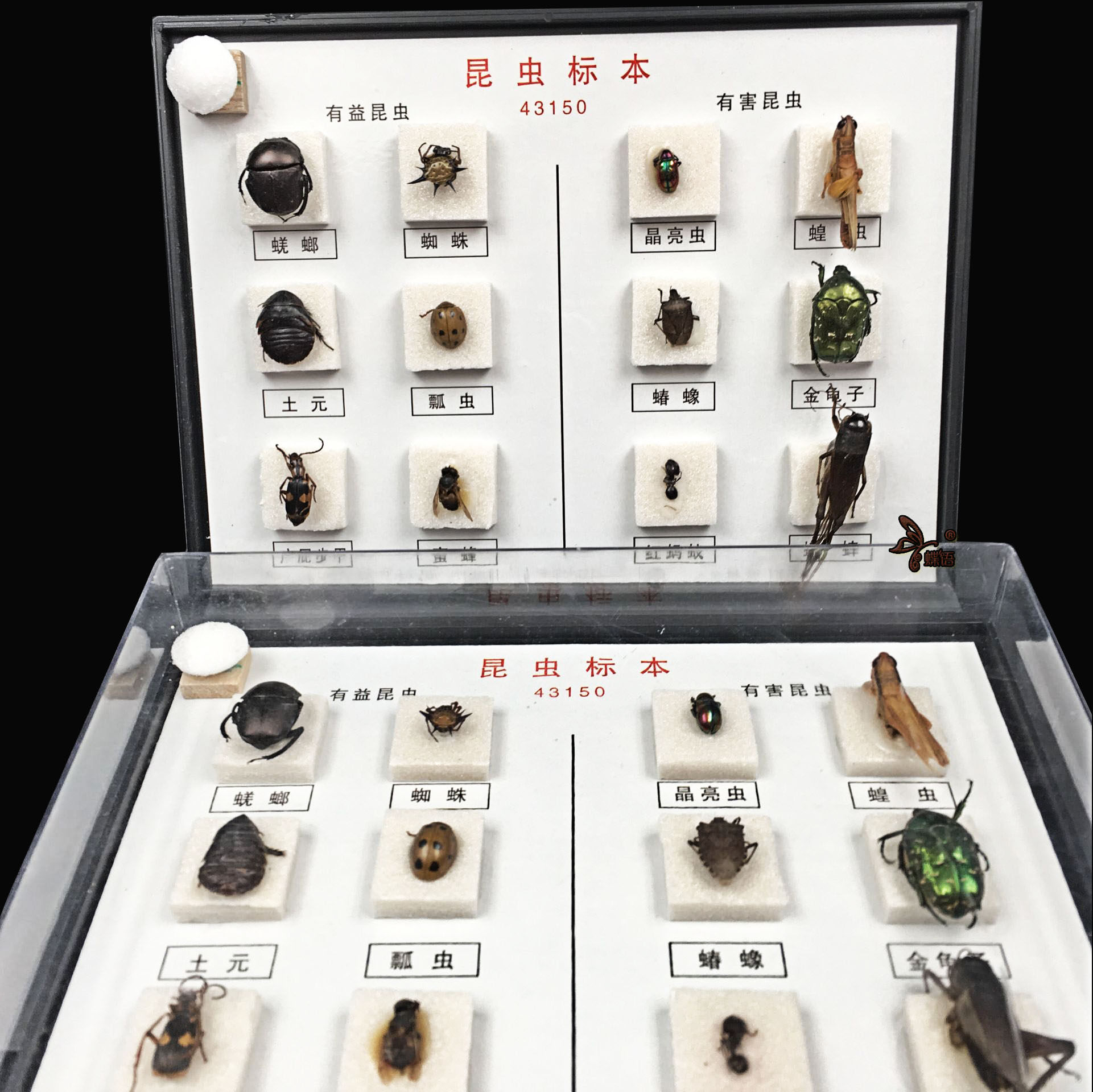 蝶语昆虫蝴蝶植物生活史标本真益虫害虫学生标本类装饰画