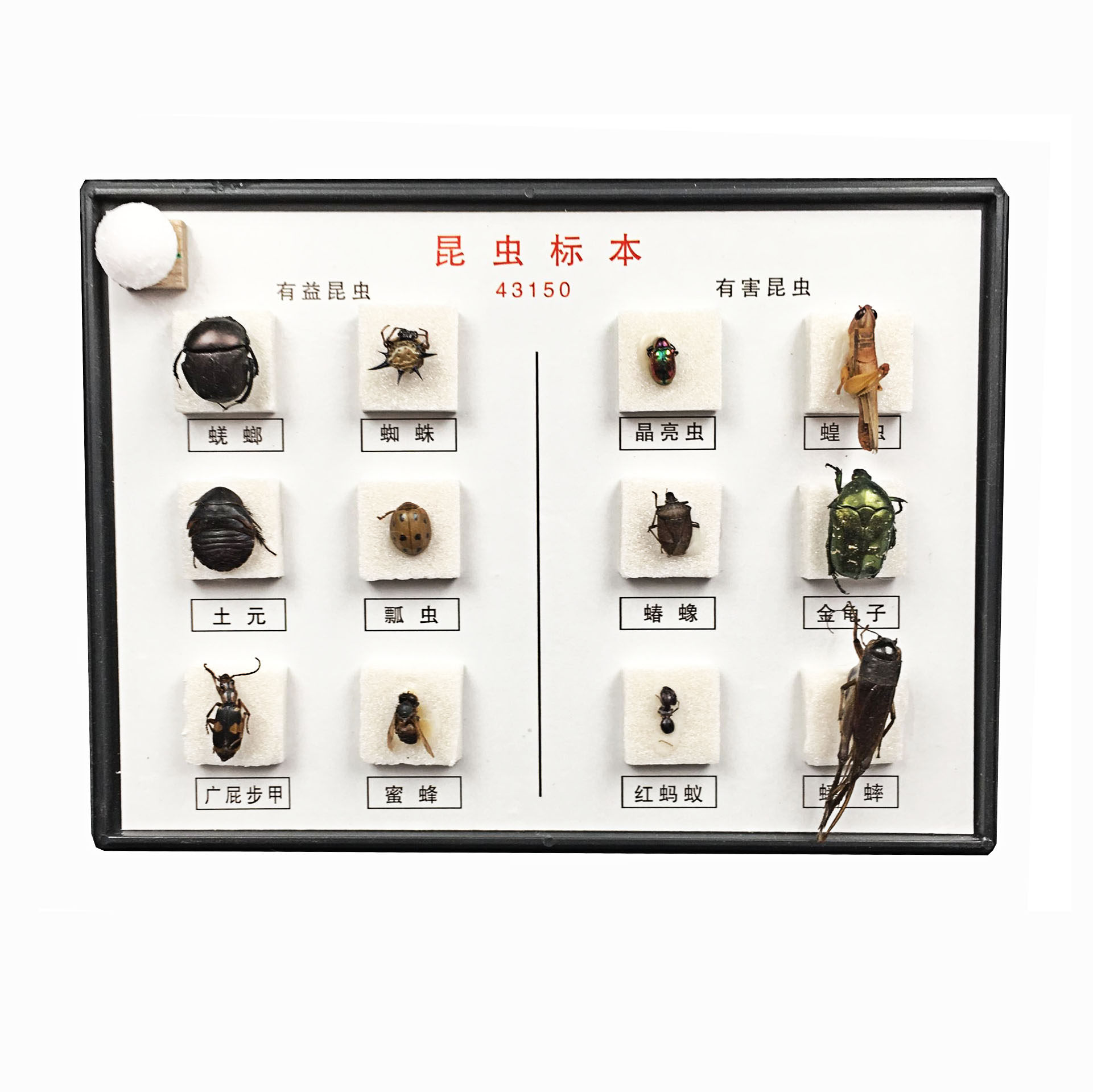 蝶语 昆虫蝴蝶植物生活史标本真虫 益虫害虫学生科普教育蜜蜂蝗虫