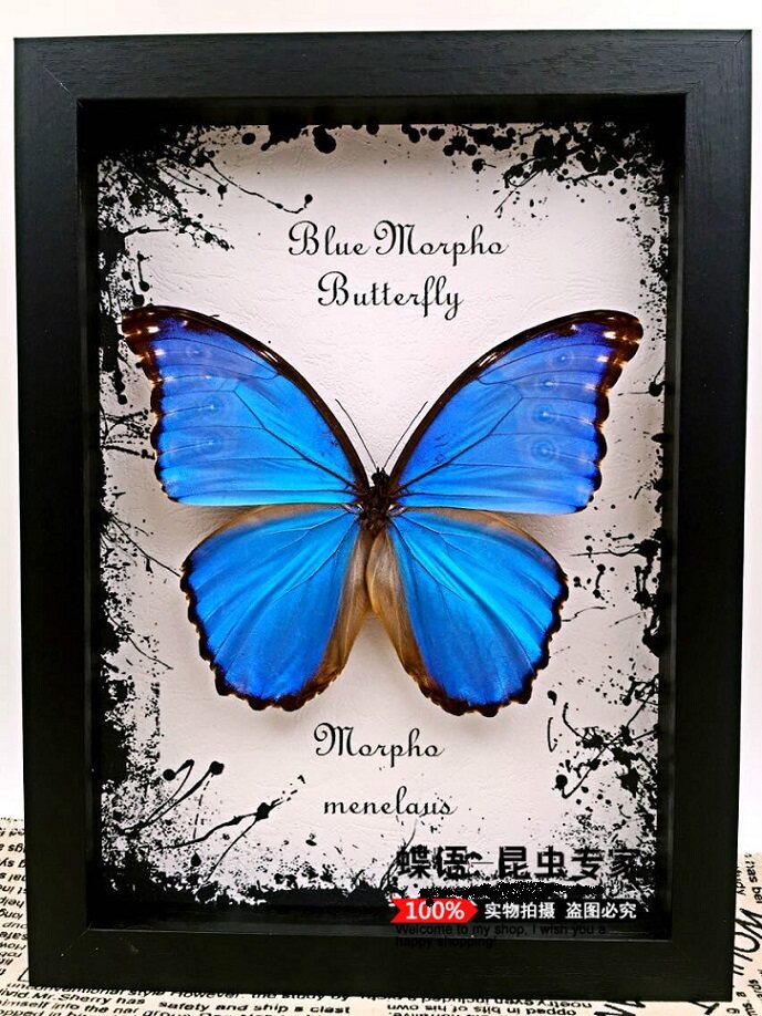 标本蝴蝶蝶语展翅欢乐女神蓝闪巴西国蝶昆虫标本类装饰画