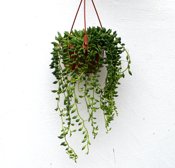 多肉佛珠吊兰植物盆栽花卉珍珠情人绿植甲醛多肉植物