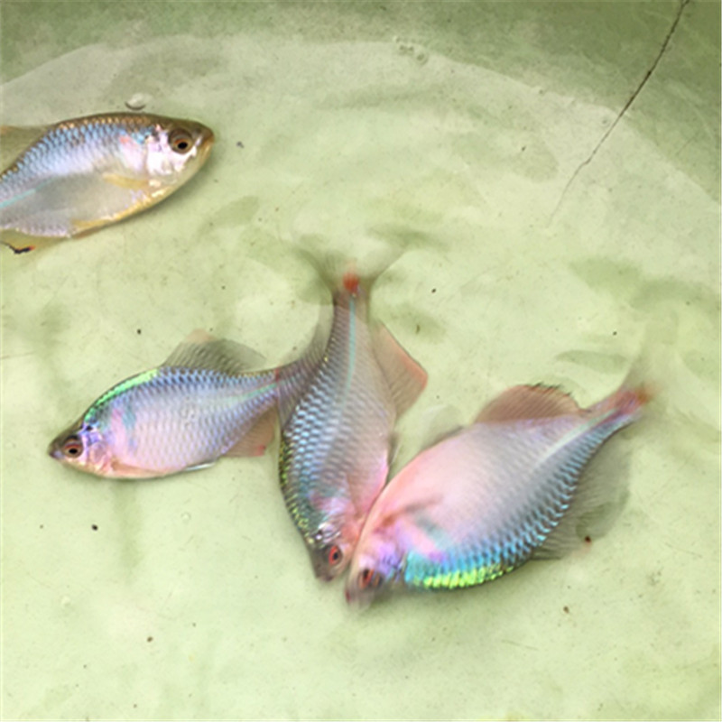 旁皮冷水观赏鱼养活简单混养原生灯鱼七彩石鳑鲏鱼