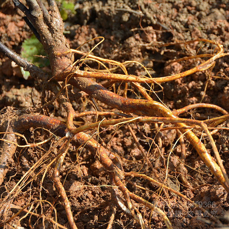 五指毛桃野生500g新鲜现挖牛奶根无药材煲汤其他药食同源食品