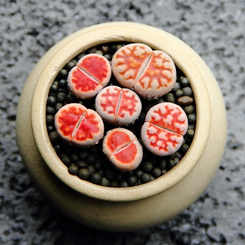 红窗玉生石花 特惠 精选胭脂红色系生石花 top red 麦太太的阳台