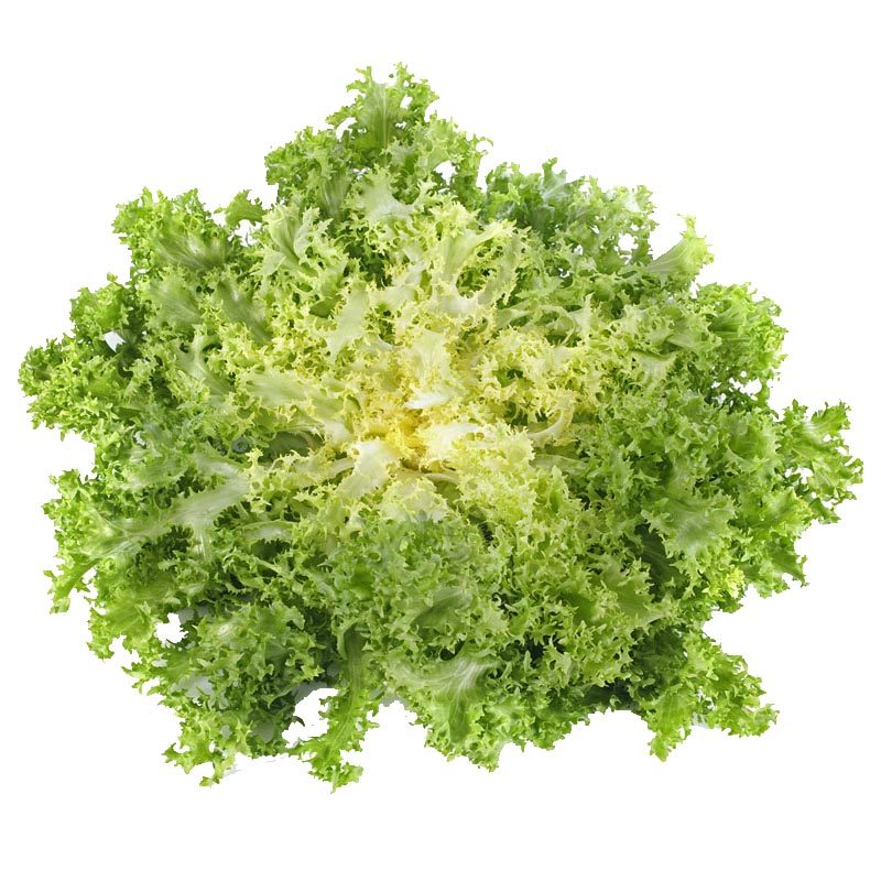 种子碎叶苦苣苦菊牛奶菜蔬蔬菜盆栽菜园均可家庭园艺种子