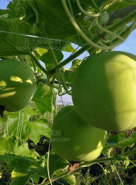香芋小冬瓜芋头粉皮大冬瓜四季种子