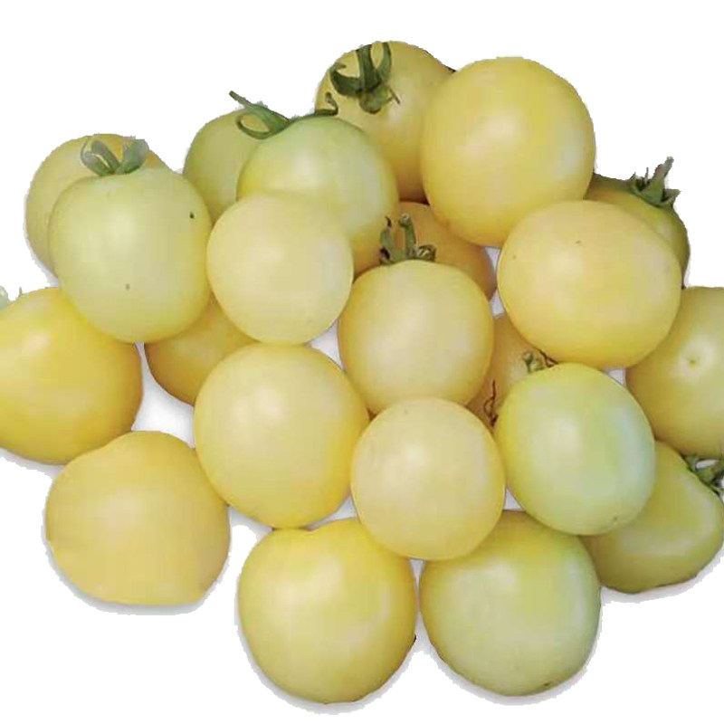 可以留种 白砂糖樱桃番茄种子 西红柿种子 蔬菜种子 白色番茄种子