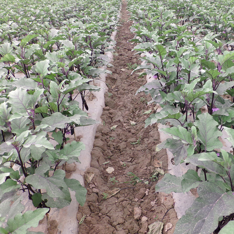 杭茄种子一号茄子苗蔬菜苗线茄春播蔬菜花卉家庭园艺种子