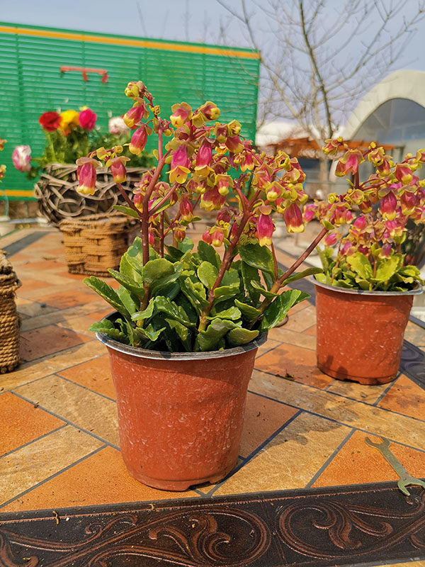 重瓣宫灯长寿新品室内盆栽花卉花苗四季开花花卉