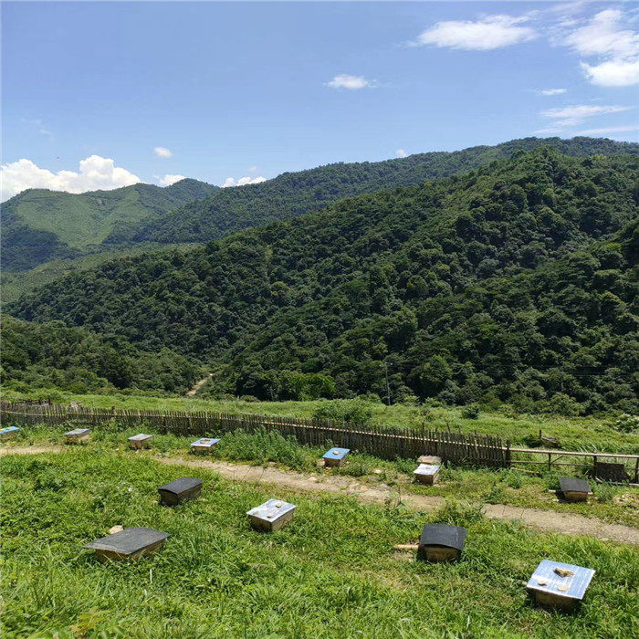 2020武功山特产野生土蜂蜜乌桕蜂蜜农家百花蜜孕妇可吃蜂巢蜜野蜜