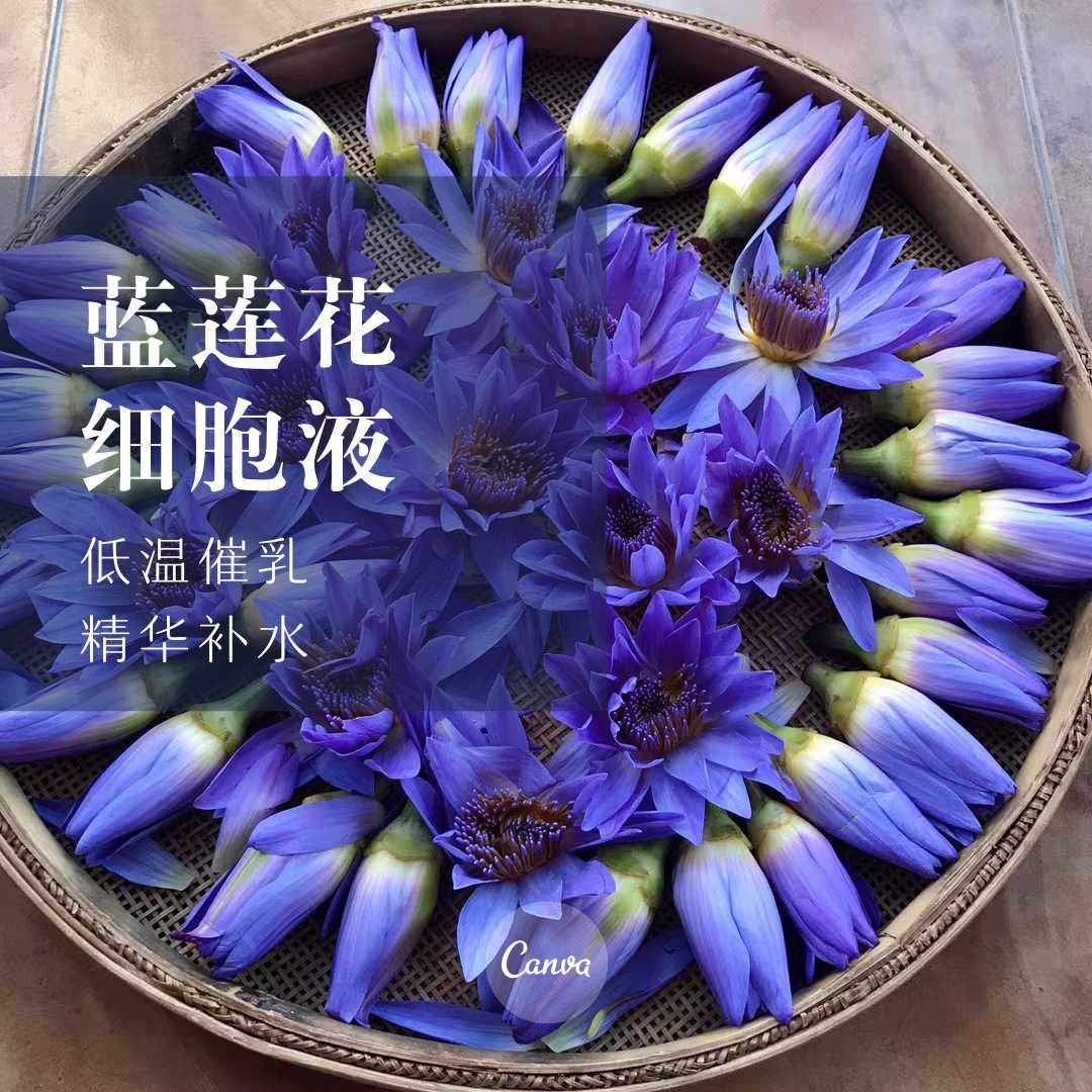 蓝莲花细胞液纯露稀有花水补水营养低温萃取500ml纯露