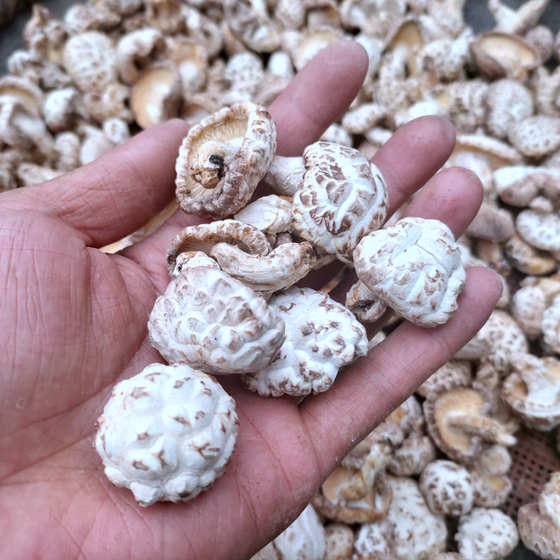 花菇白花菇湖北大小冬磨农家特产椴木香茹野生香菇类